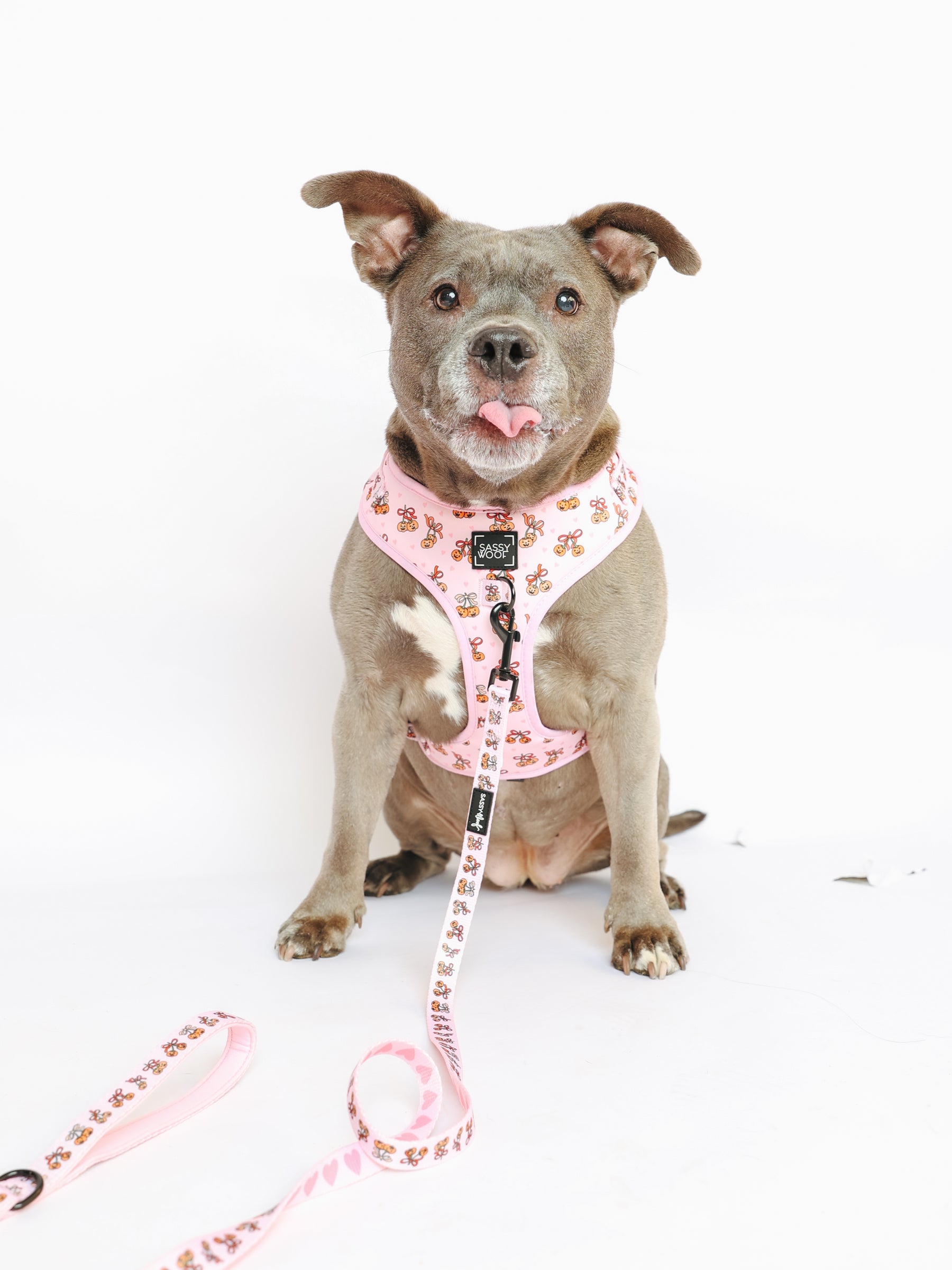 @PEANUTANDLOIS I COLLAR SIZE: L & HARNESS SIZE: XL