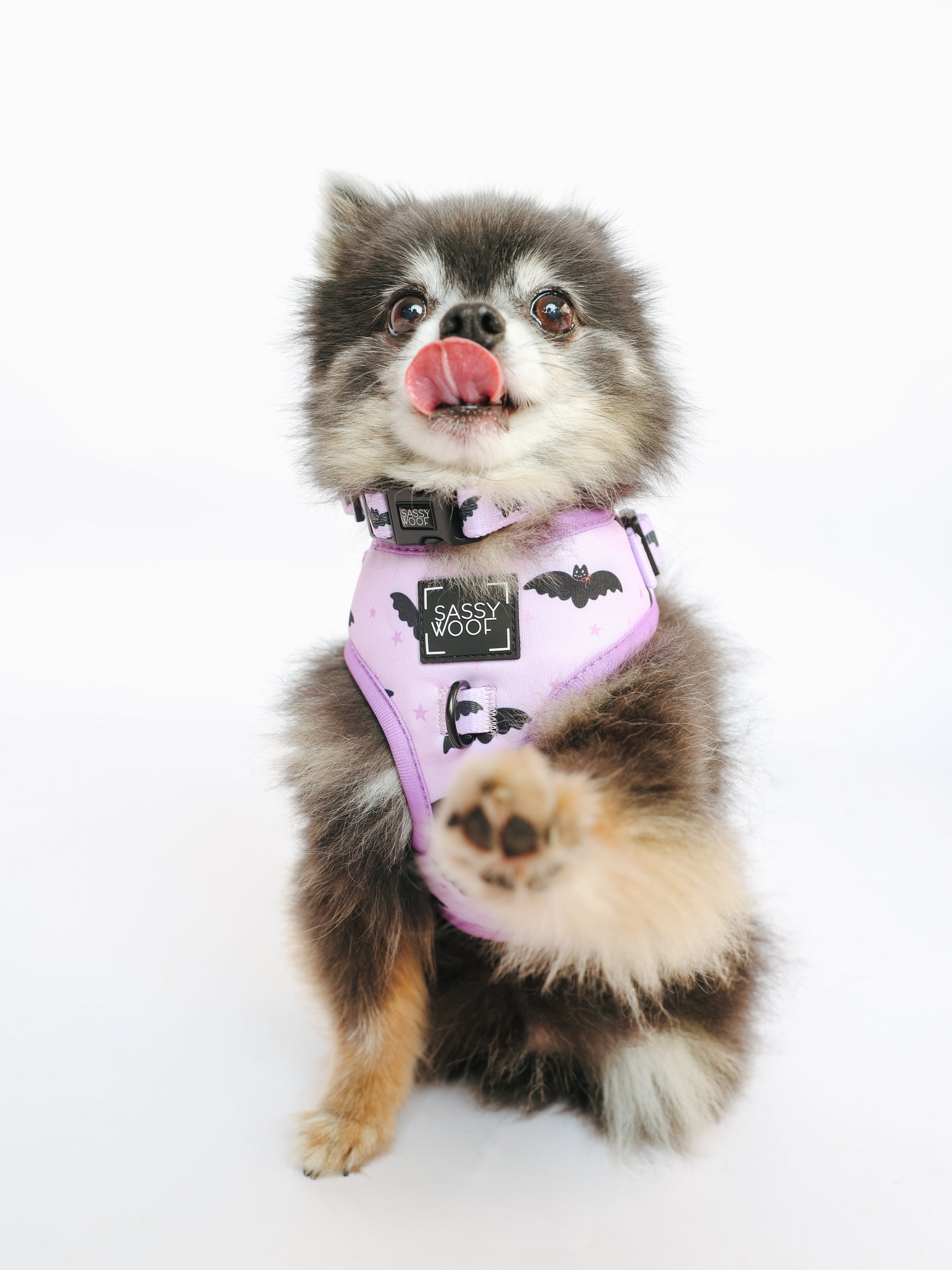 @PEANUTANDLOIS I COLLAR SIZE: S & HARNESS SIZE: XS