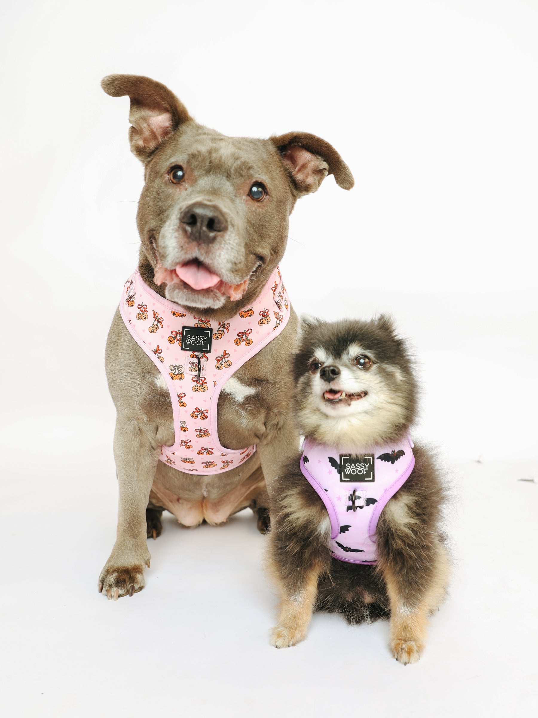 @PEANUTANDLOIS I COLLAR SIZE: L & S & HARNESS SIZE: XL & XS