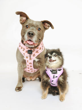@PEANUTANDLOIS I COLLAR SIZE: L & S & HARNESS SIZE: XL & XS