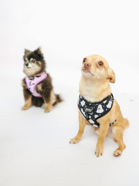 @RAT_AND_BUG @PEANUTANDLOIS I COLLAR SIZE: S & HARNESS SIZE: XS
