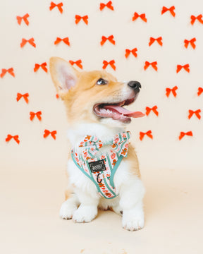 INFLUENCER_CONTENT | @TOFUWADDLES | HARNESS SIZE: XS & COLLAR SIZES: S 