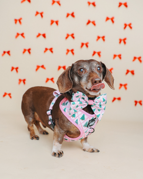 INFLUENCER_CONTENT | @WINSTONTHEDOX | HARNESS SIZE: XS & COLLAR SIZES: S 