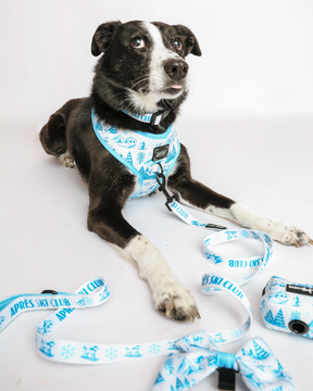 INFLUENCER_CONTENT | @RAT_AND_BUG | HARNESS SIZE: L & COLLAR SIZE: M