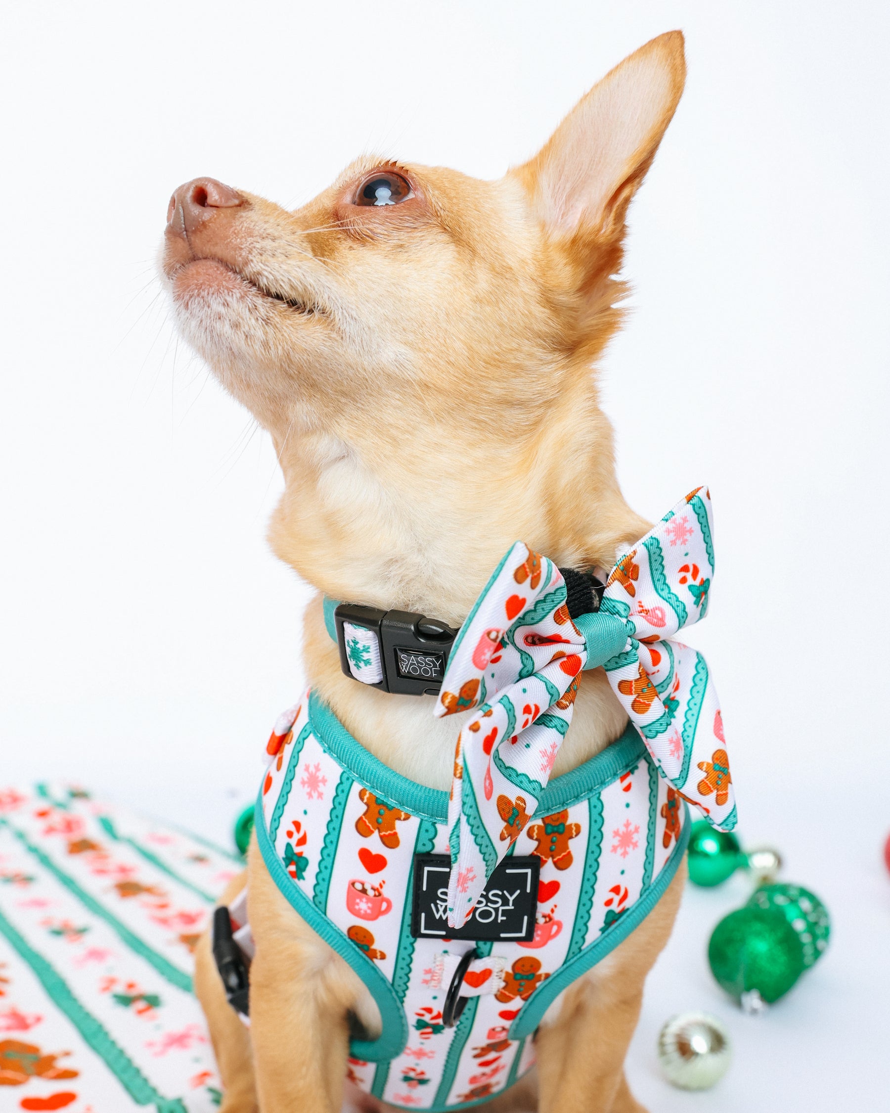 INFLUENCER_CONTENT | @RAT_AND_BUG | HARNESS SIZE: XS & COLLAR SIZE: S