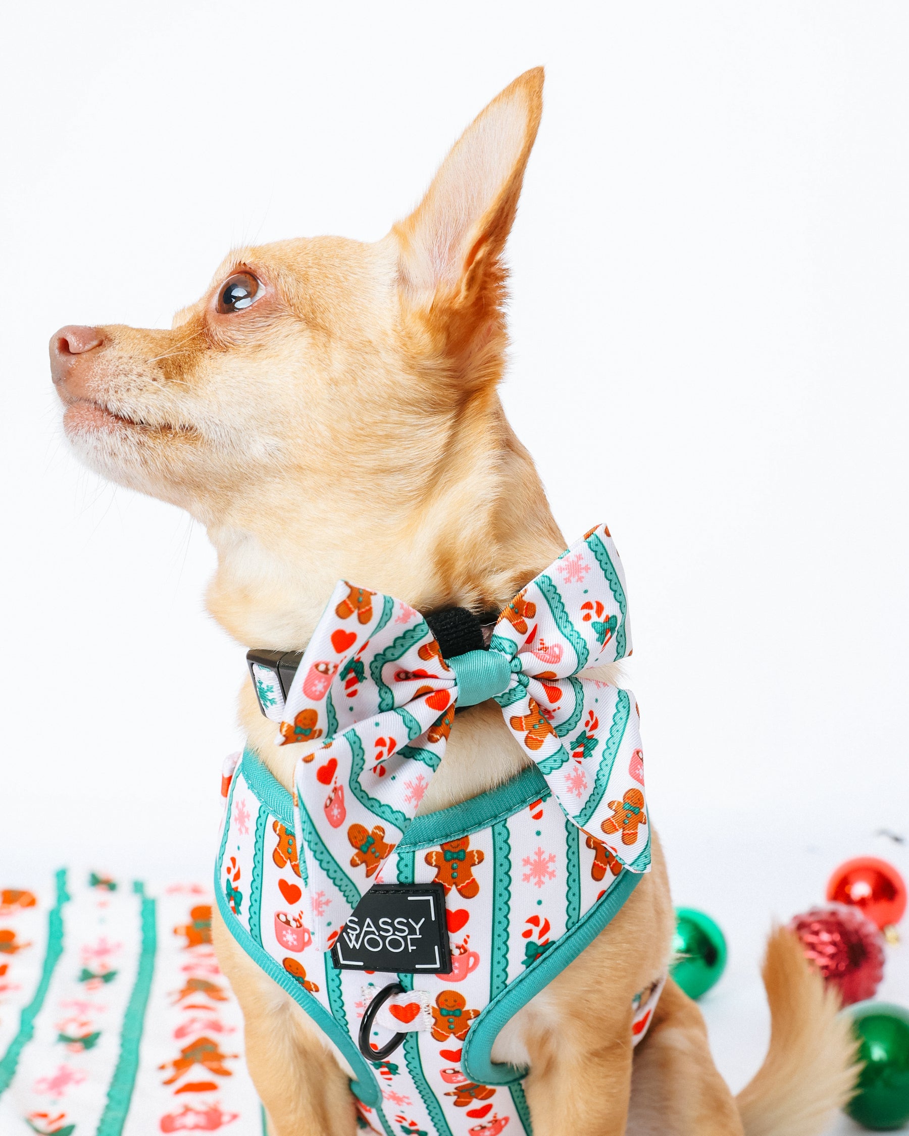 INFLUENCER_CONTENT | @RAT_AND_BUG | HARNESS SIZE: XS & COLLAR SIZE: S