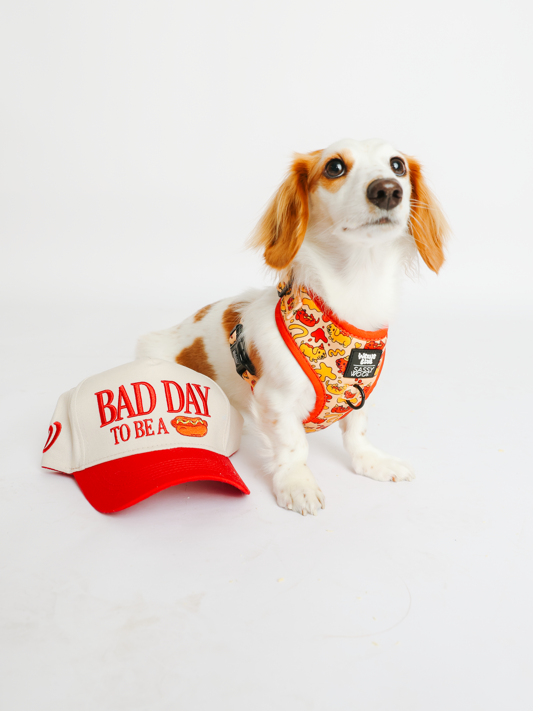 @HOPSTHEBEERDOG I HARNESS SIZE: XS 