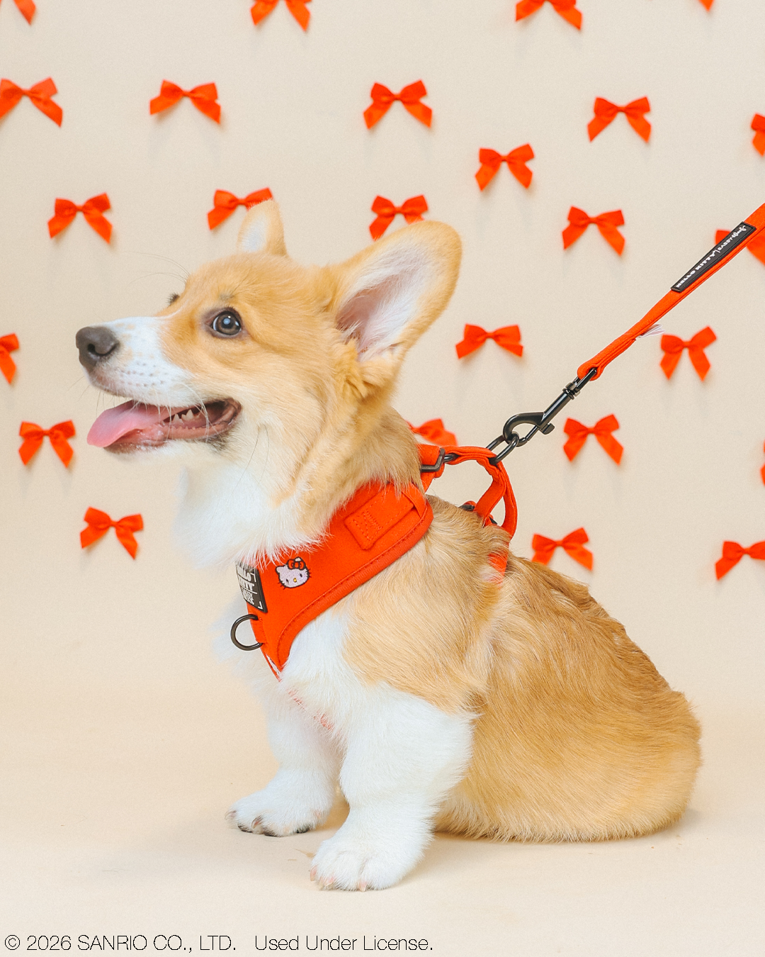 INFLUENCER_CONTENT | @TOFUTHECORGI I COLLAR SIZE: S & HARNESS SIZE: XS