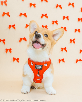 INFLUENCER_CONTENT | @TOFUTHECORGI I COLLAR SIZE: S & HARNESS SIZE: XS
