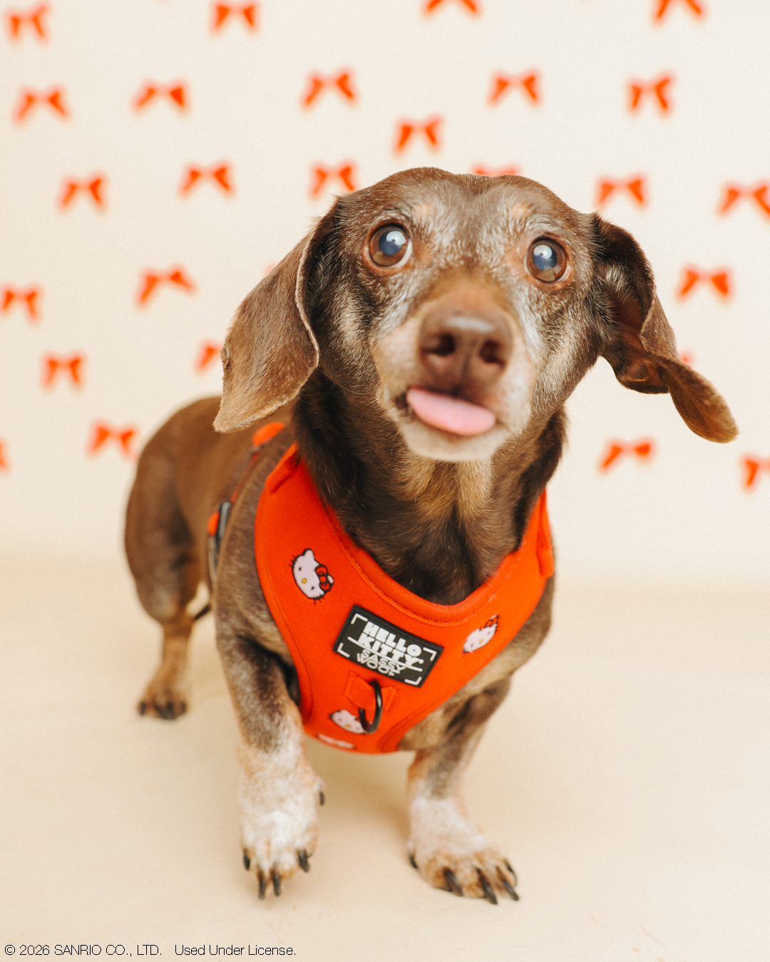 INFLUENCER_CONTENT | @WINSTONTHEDOX I COLLAR SIZE: S & HARNESS SIZE: XS