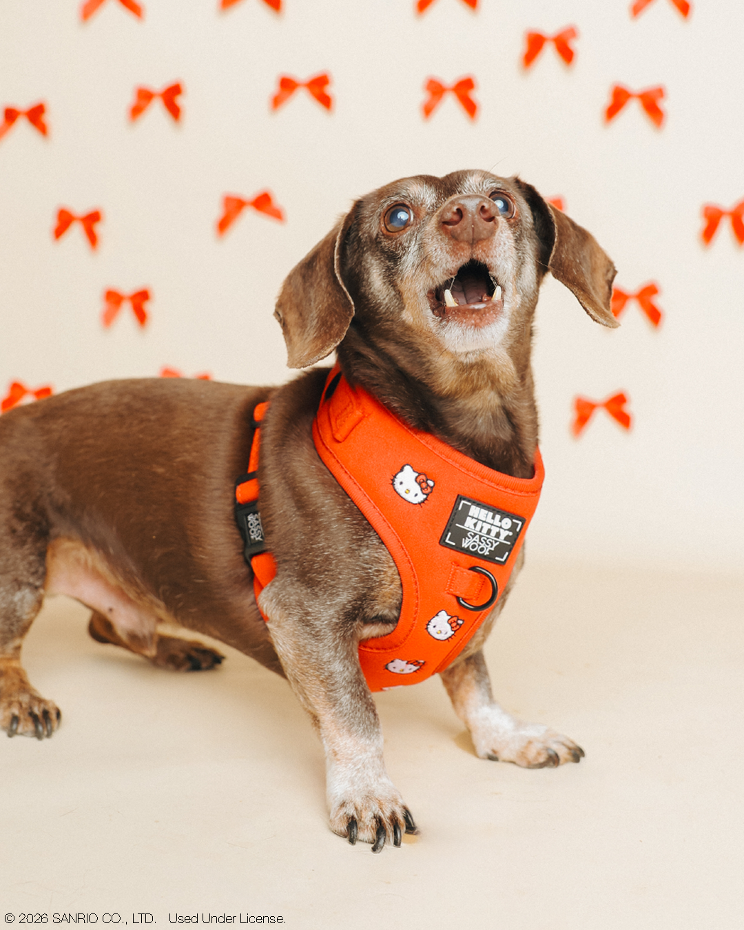 INFLUENCER_CONTENT | @WINSTONTHEDOX I COLLAR SIZE: S & HARNESS SIZE: XS