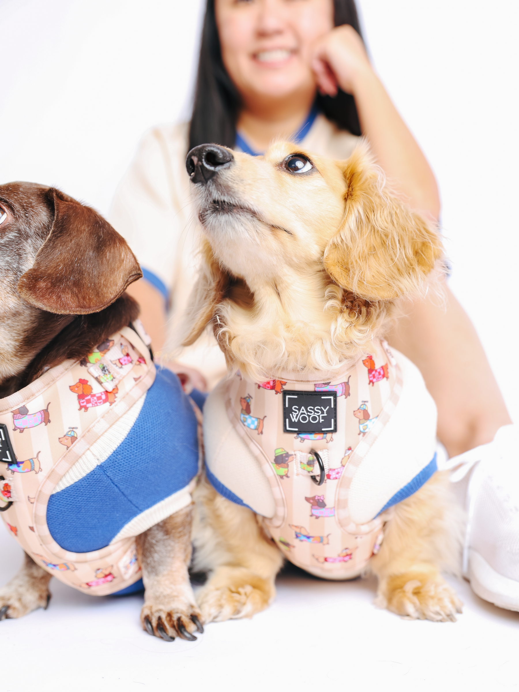 Two small dogs wearing matching Sassy Woof Dog Adjustable Harnesses in the Sunbean print sit in front of a smiling person in a light shirt. The dogs look up, their harnesses featuring the Sassy Woof brand name. Perfect as a Dachshund harness or no pull dog harness, these stylish Sunbean accessories stand out against the plain white background.