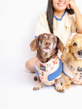 INFLUENCER_CONTENT | @WINSTONTHEDOX | COLLAR SIZE: S & HARNESS SIZE: XS
