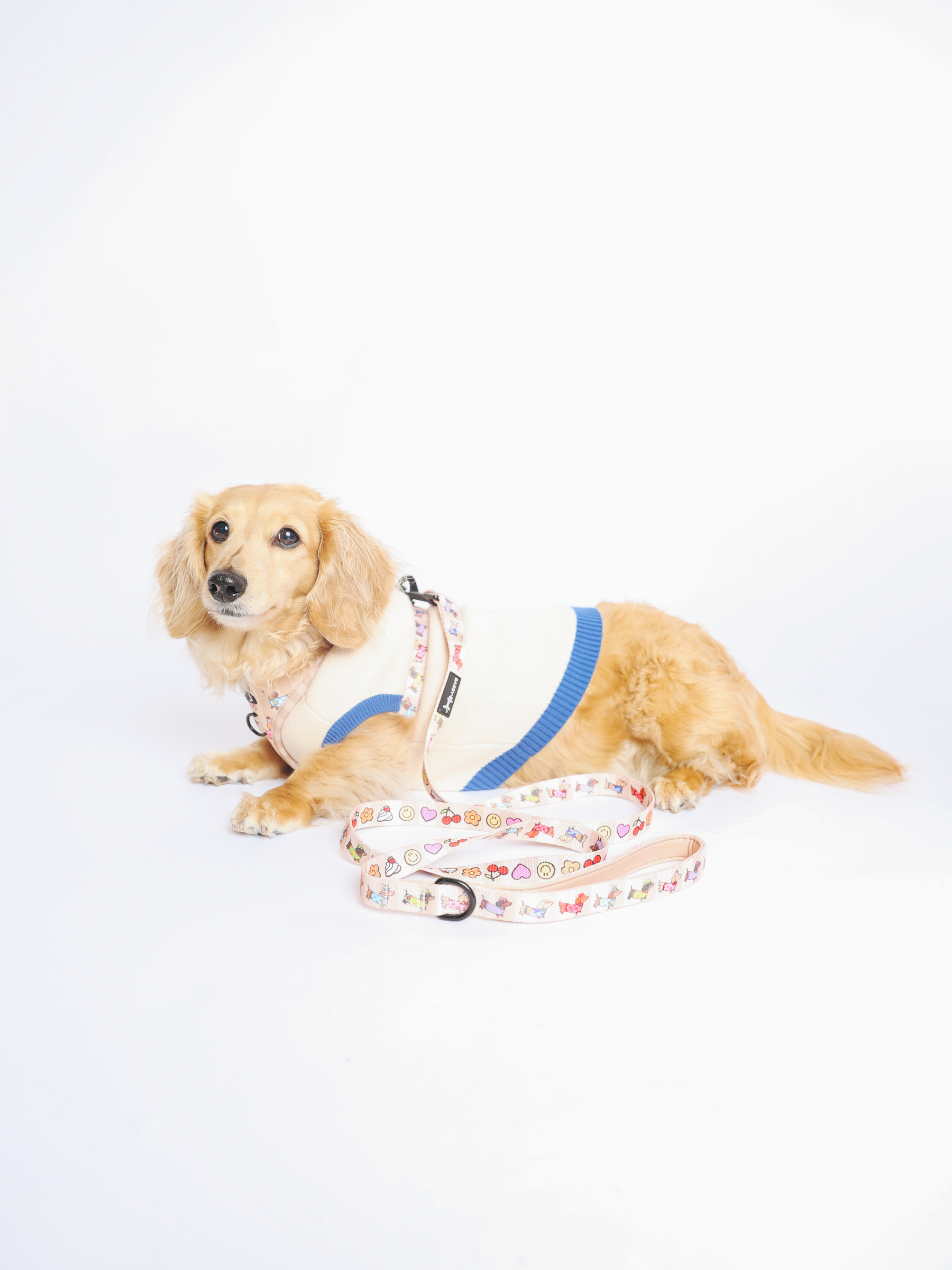 INFLUENCER_CONTENT | @MAYATHEDOX | COLLAR SIZE: S & HARNESS SIZE: XS
