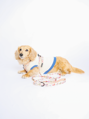 INFLUENCER_CONTENT | @MAYATHEDOX | COLLAR SIZE: S & HARNESS SIZE: XS