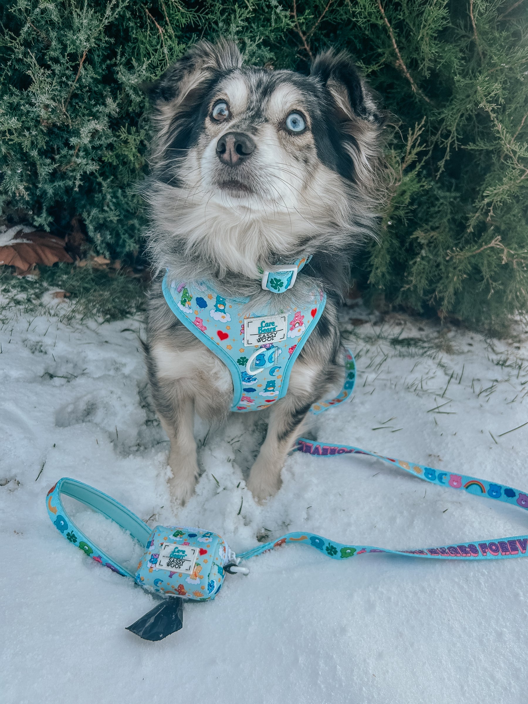 A small dog with blue eyes and multicolored fur wears the Sassy Woof Collar Three Piece Bundle - Care Bears™ Care-a-Lot while sitting on snow by green bushes. The matching waste bag dispenser from the bundle is attached to the leash and rests on the ground.