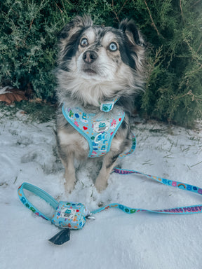 A small dog with blue eyes and a fluffy coat sits on snow in front of green bushes, wearing a colorful harness and the Sassy Woof Dog Leash - Care Bears™ Care-a-Lot. A matching neoprene handle leash and waste bag dispenser lie nearby.