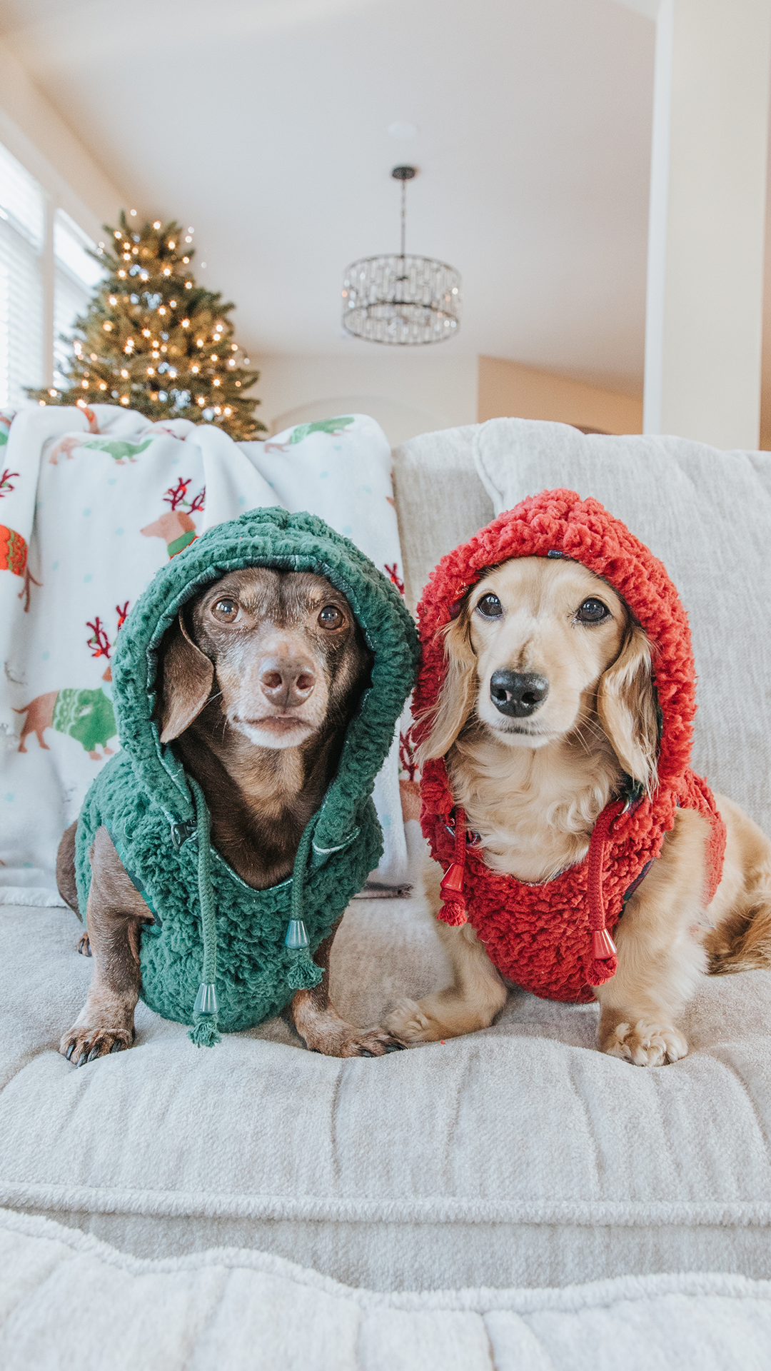 Two small dogs wearing green and red knitted hoods sitting on a couch with a Christmas tree in the background.