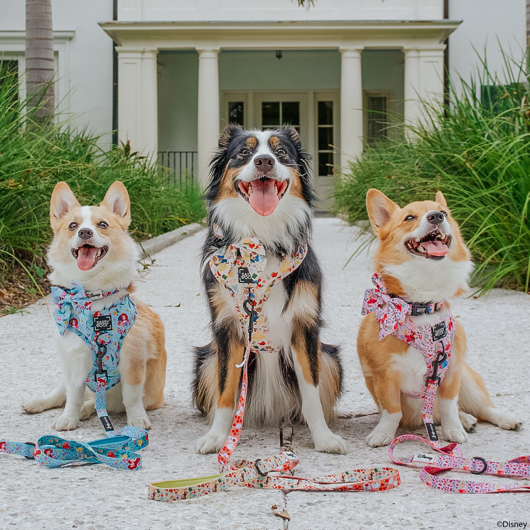 3 dogs wearing bright colored harnesses