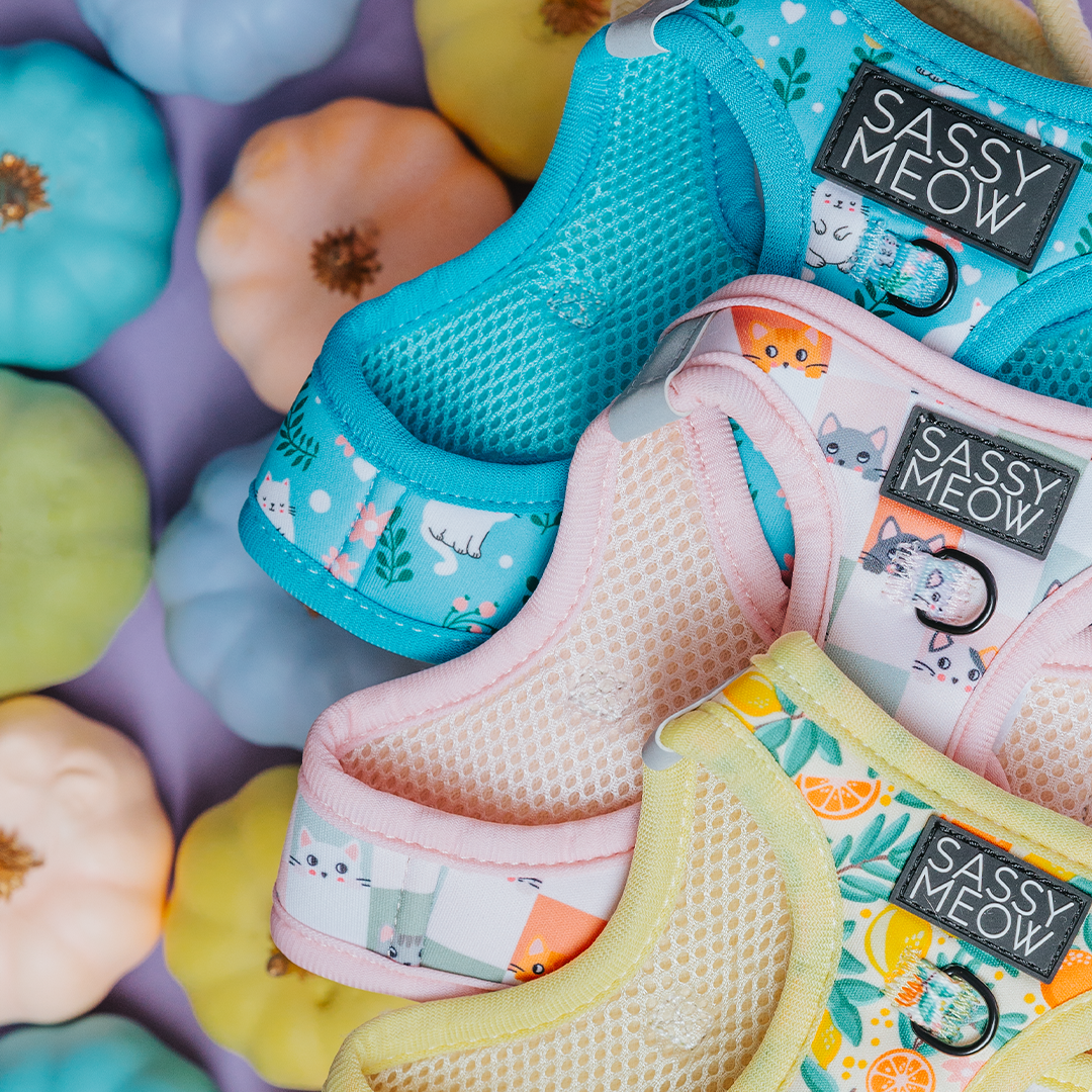 Colorful pet harnesses with 'Sassy Meow' branding on a colorful background
