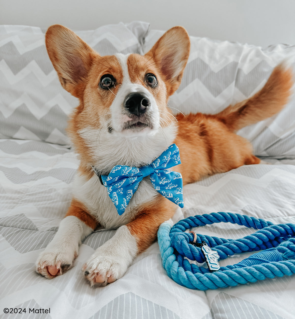 INFLUENCER_CONTENT | @TATERTHECORGI23