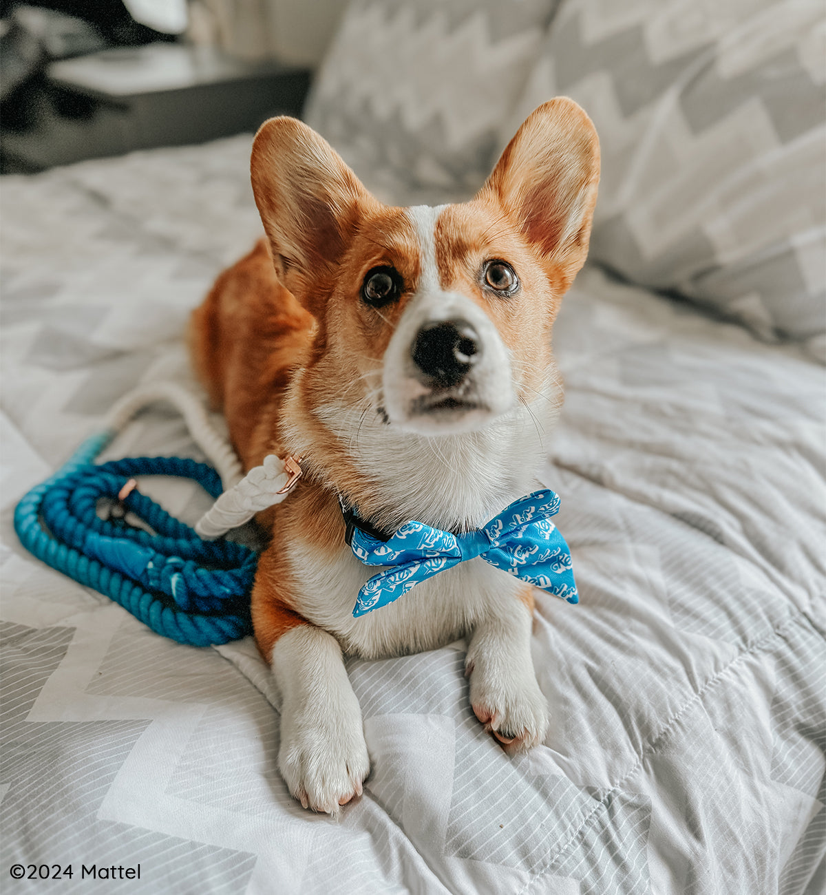 INFLUENCER_CONTENT | @TATERTHECORGI23