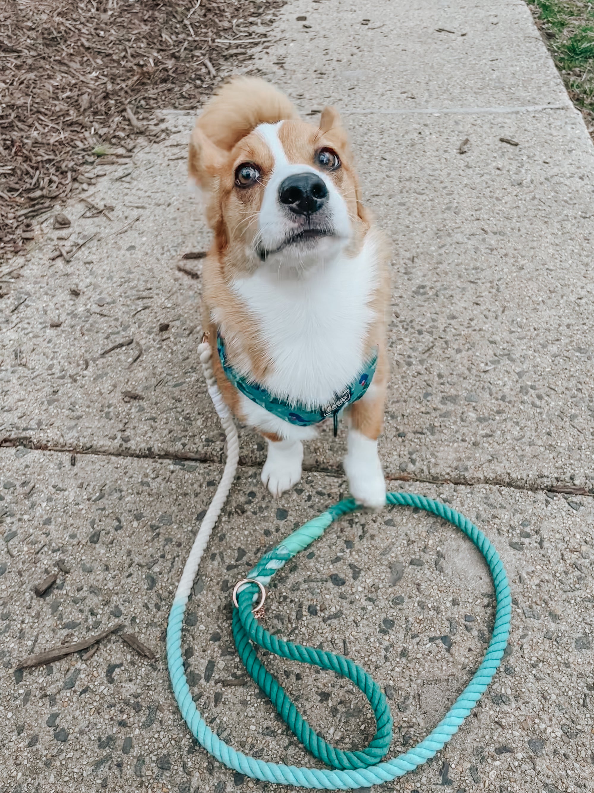 INFLUENCER_CONTENT | @TATERTHECORGI