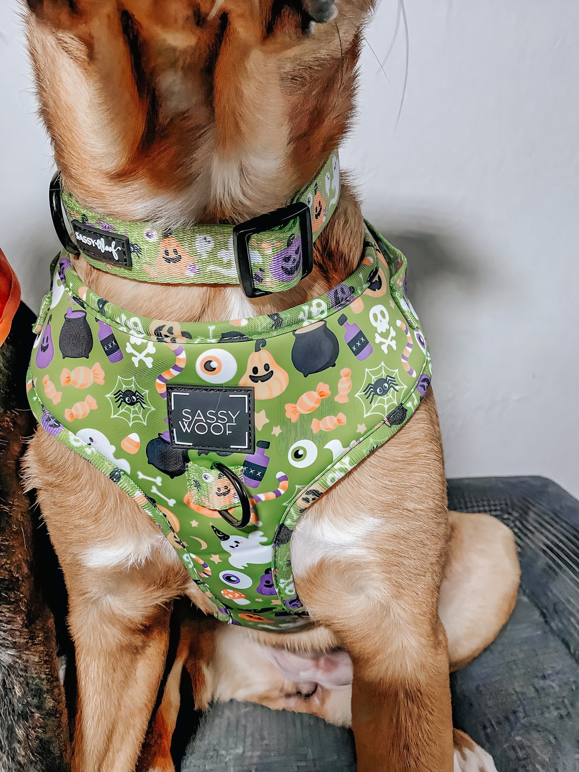 INFLUENCER_CONTENT | @THEOGPUPPERS | SIZE L
