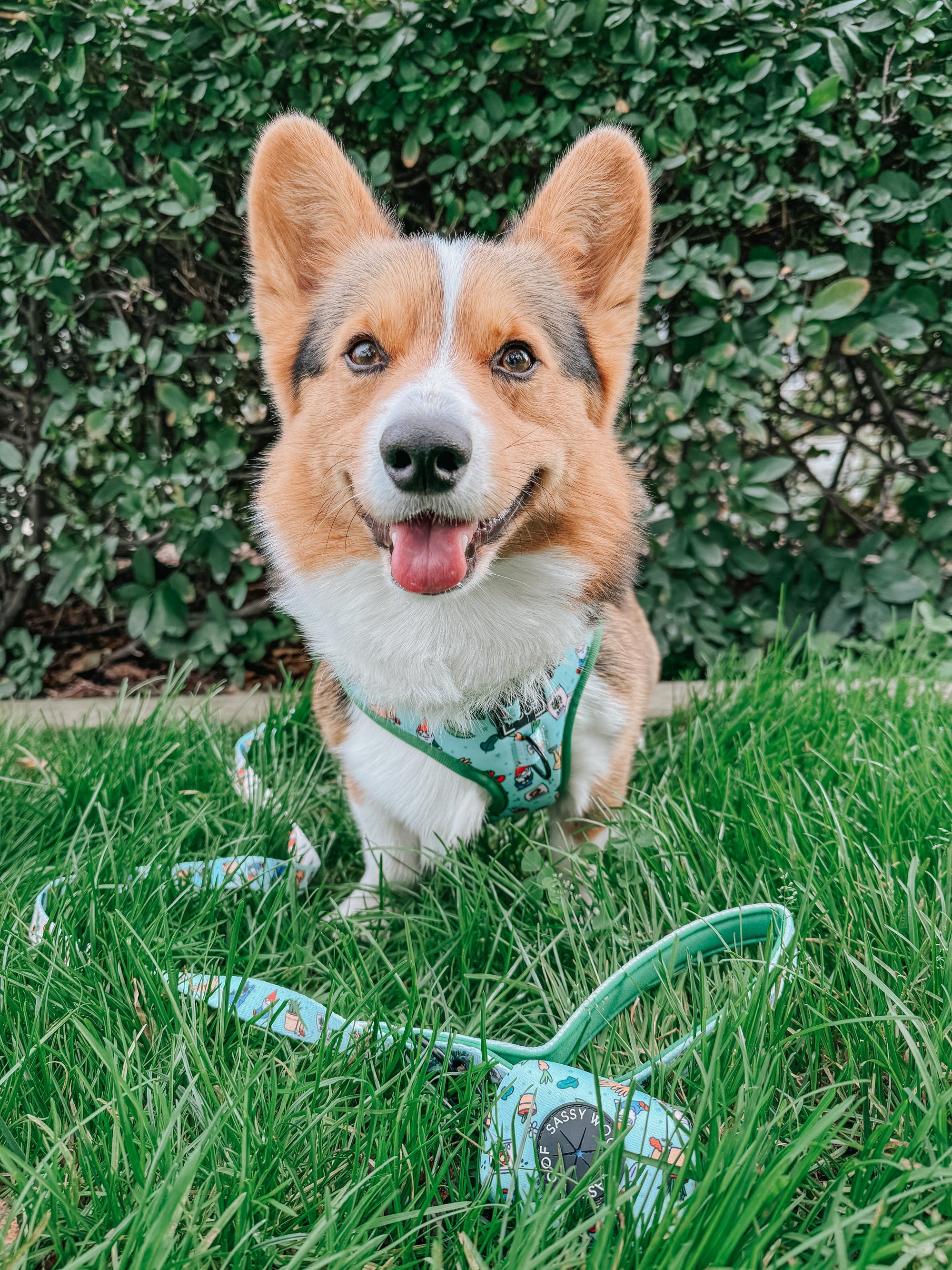 INFLUENCER_CONTENT | @THE.LOKI.CORGI | SIZE M