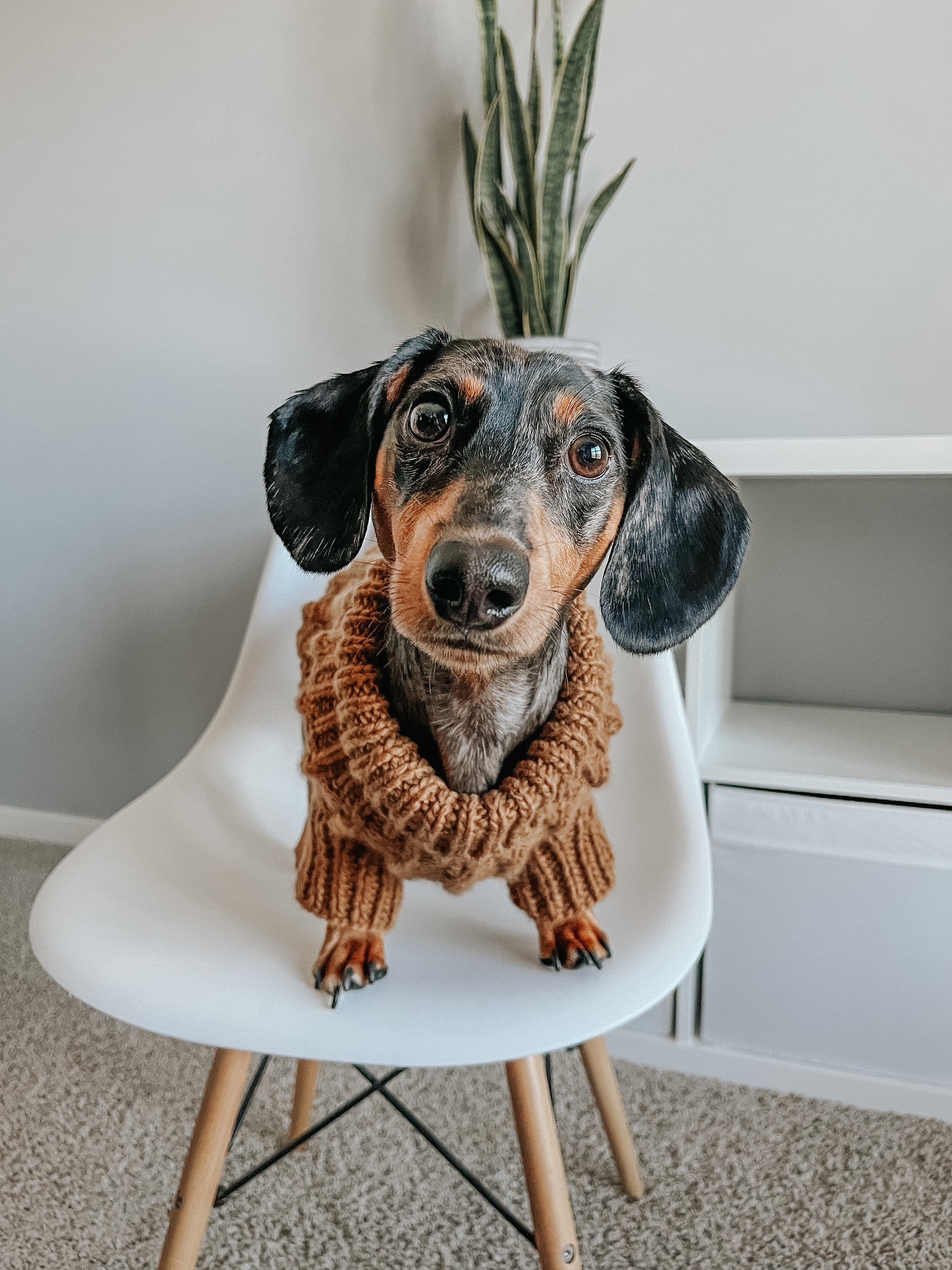 INFLUENCER_CONTENT | @TUCKER.THE.MINI.DACHSHUND | SIZE L