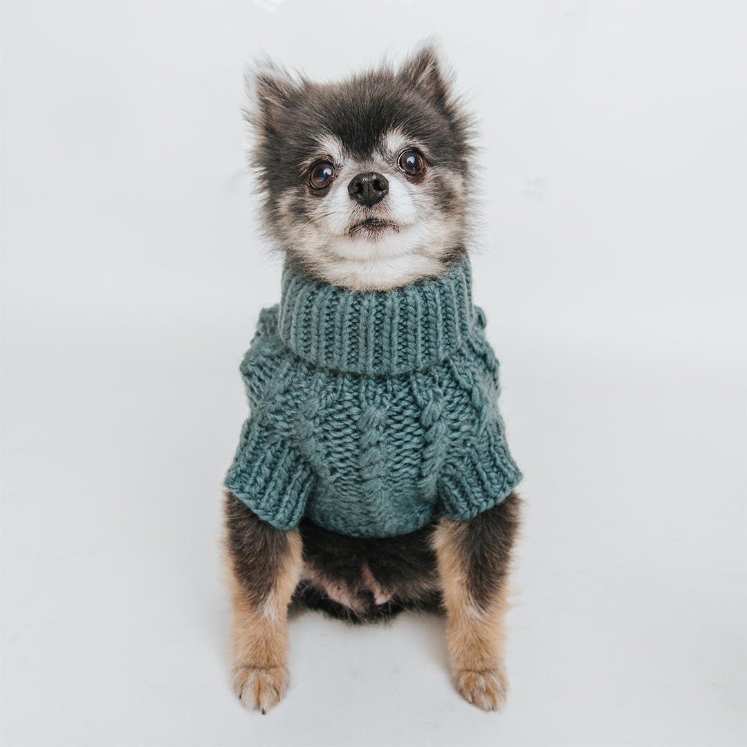 A small fluffy dog with black and tan fur sits facing forward, wearing the Sassy Woof Pet Cable Knit Sweater in teal against a plain white background.