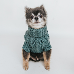 A small fluffy dog with black and tan fur sits facing forward, wearing the Sassy Woof Pet Cable Knit Sweater in teal against a plain white background.