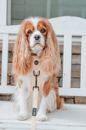 INFLUENCER_CONTENT | @THE.THREECAVALIERS | SIZE M & S