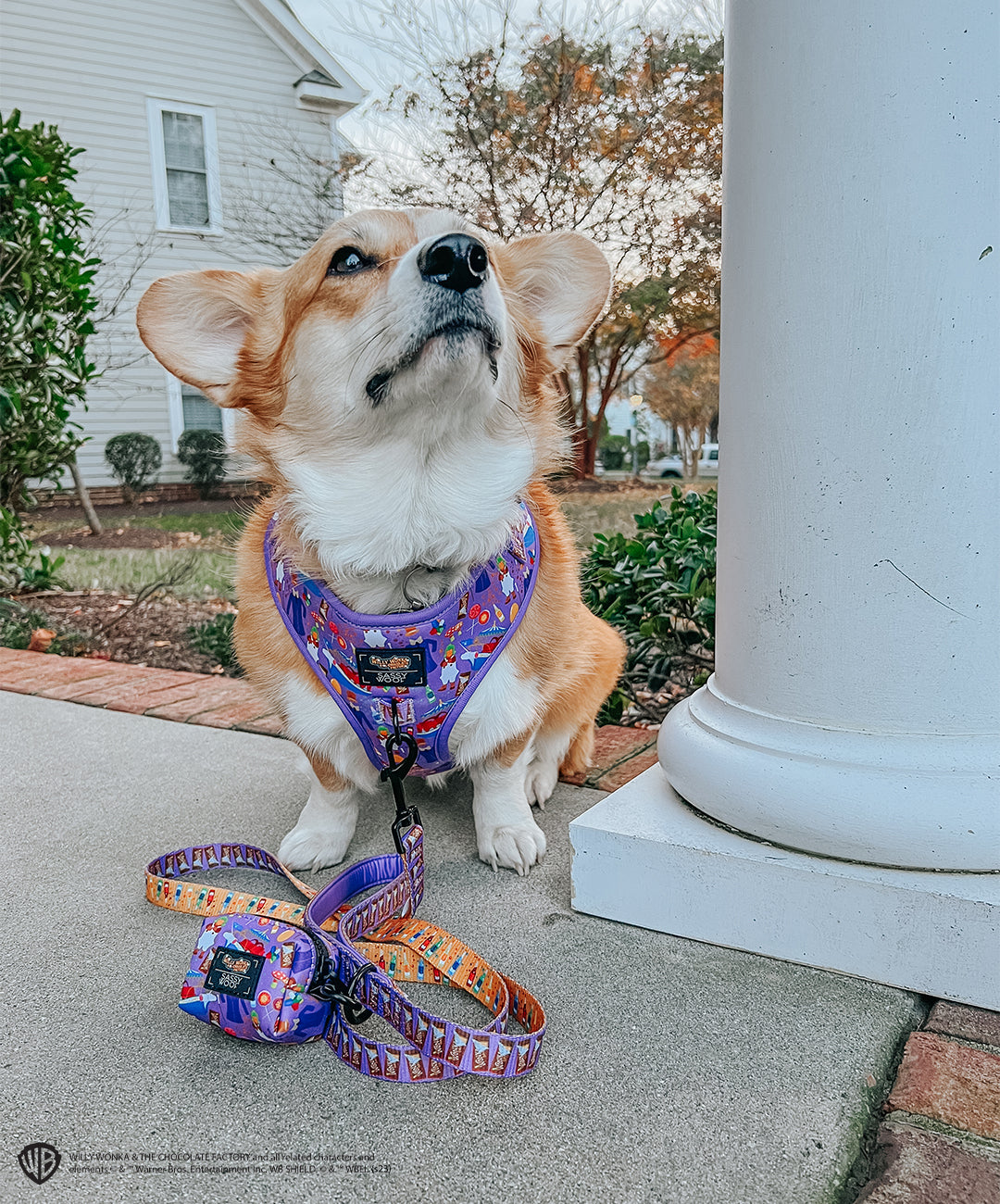 INFLUENCER_CONTENT | @WAFFLE.THE.WIGGLEBUTT