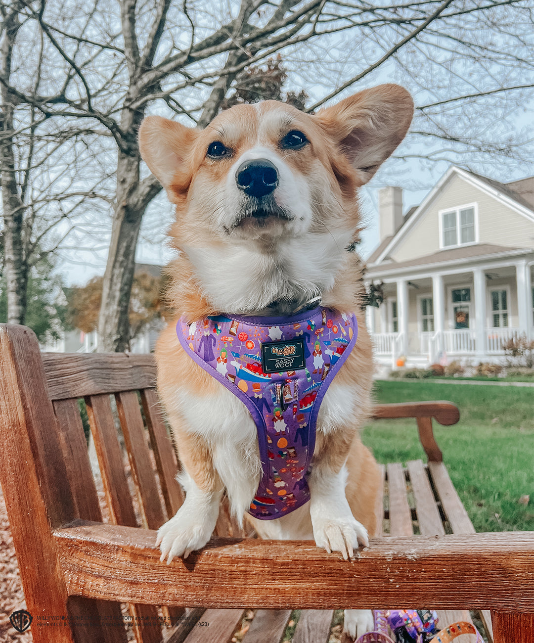 INFLUENCER_CONTENT | @WAFFLE.THE.WIGGLEBUTT | SIZE L