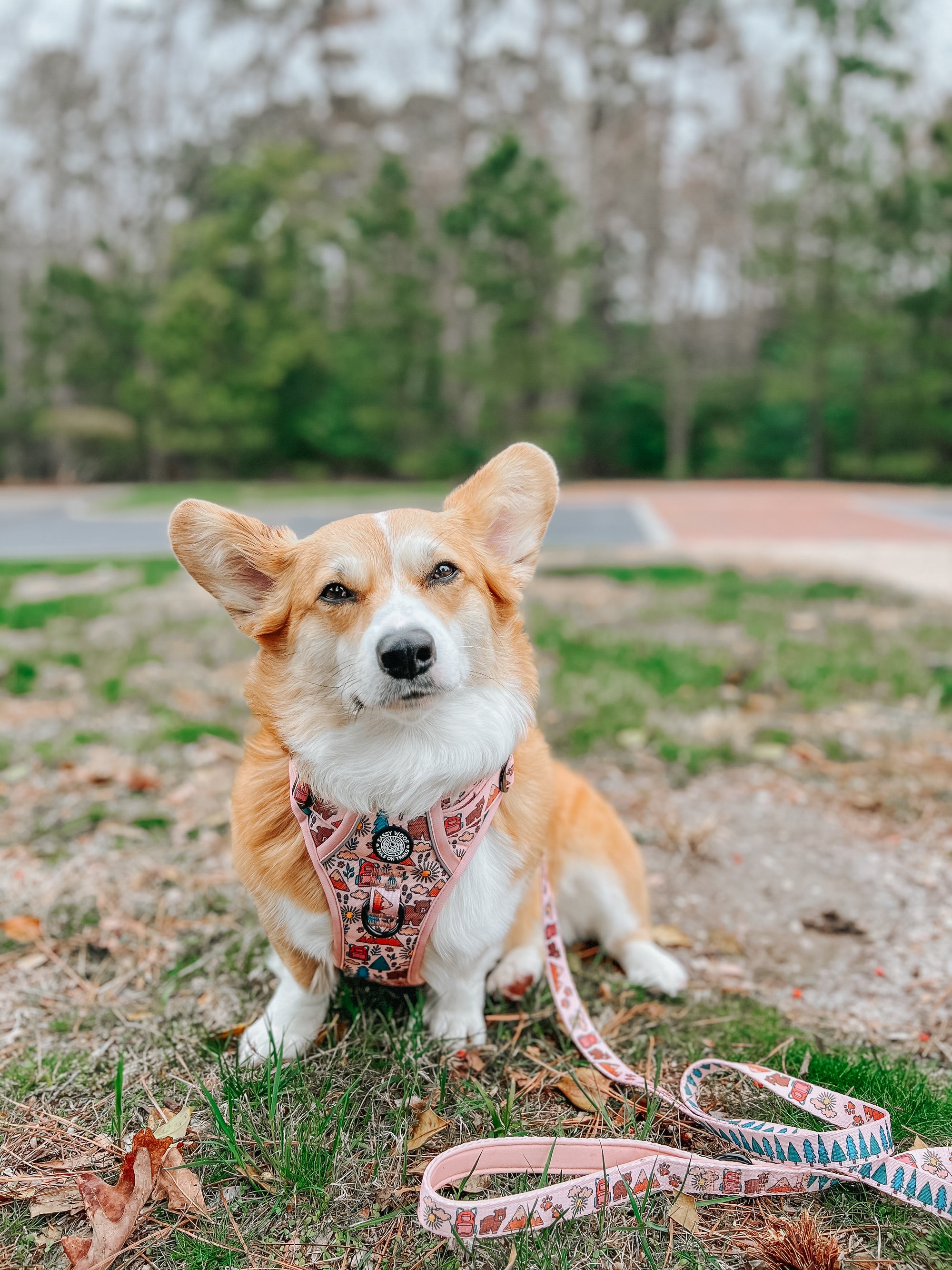 INFLUENCER_CONTENT | @WAFFLE_THE_WIGGLEBUTT