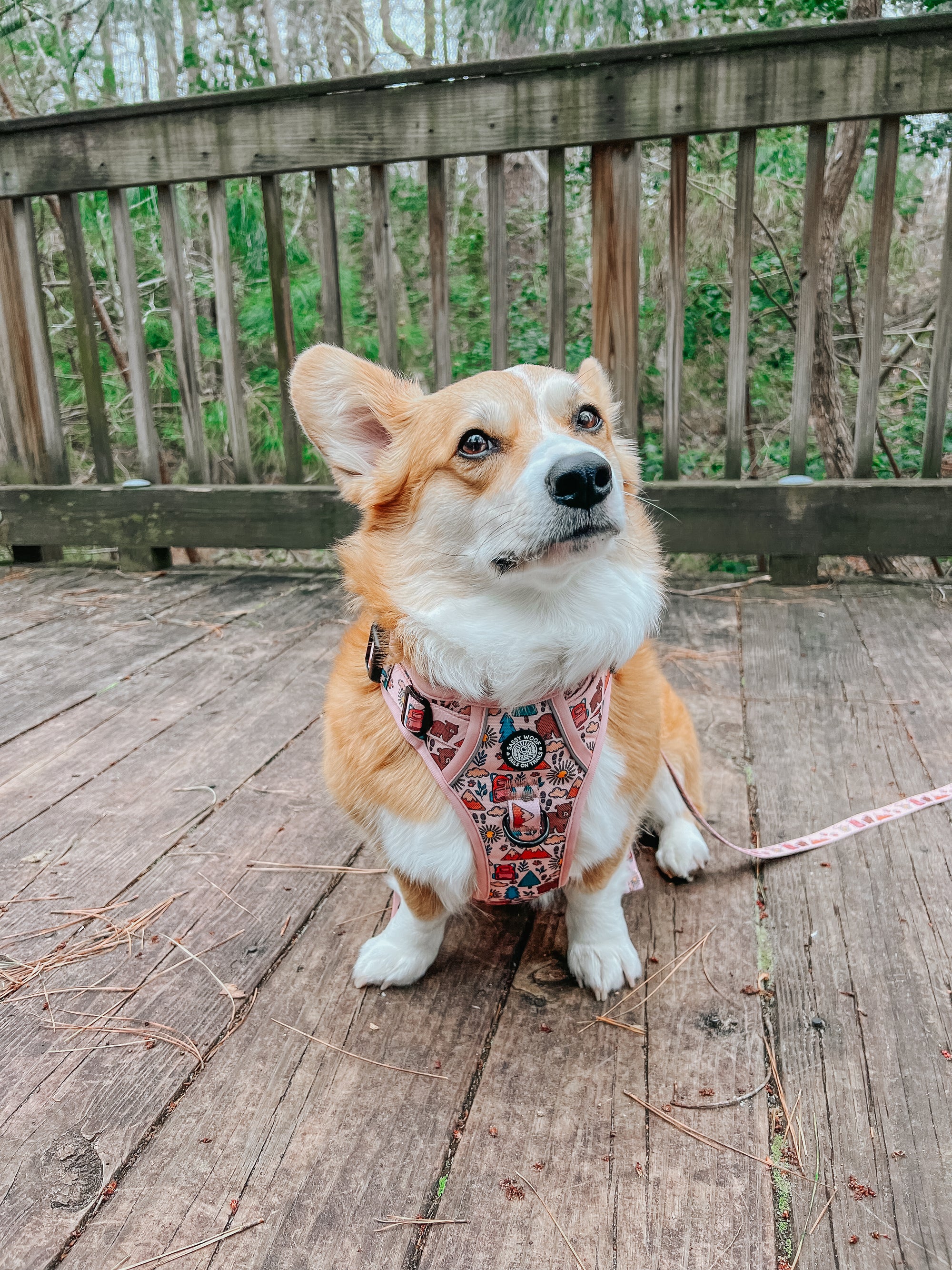 INFLUENCER_CONTENT | @WAFFLE_THE_WIGGLEBUTT | SIZE L