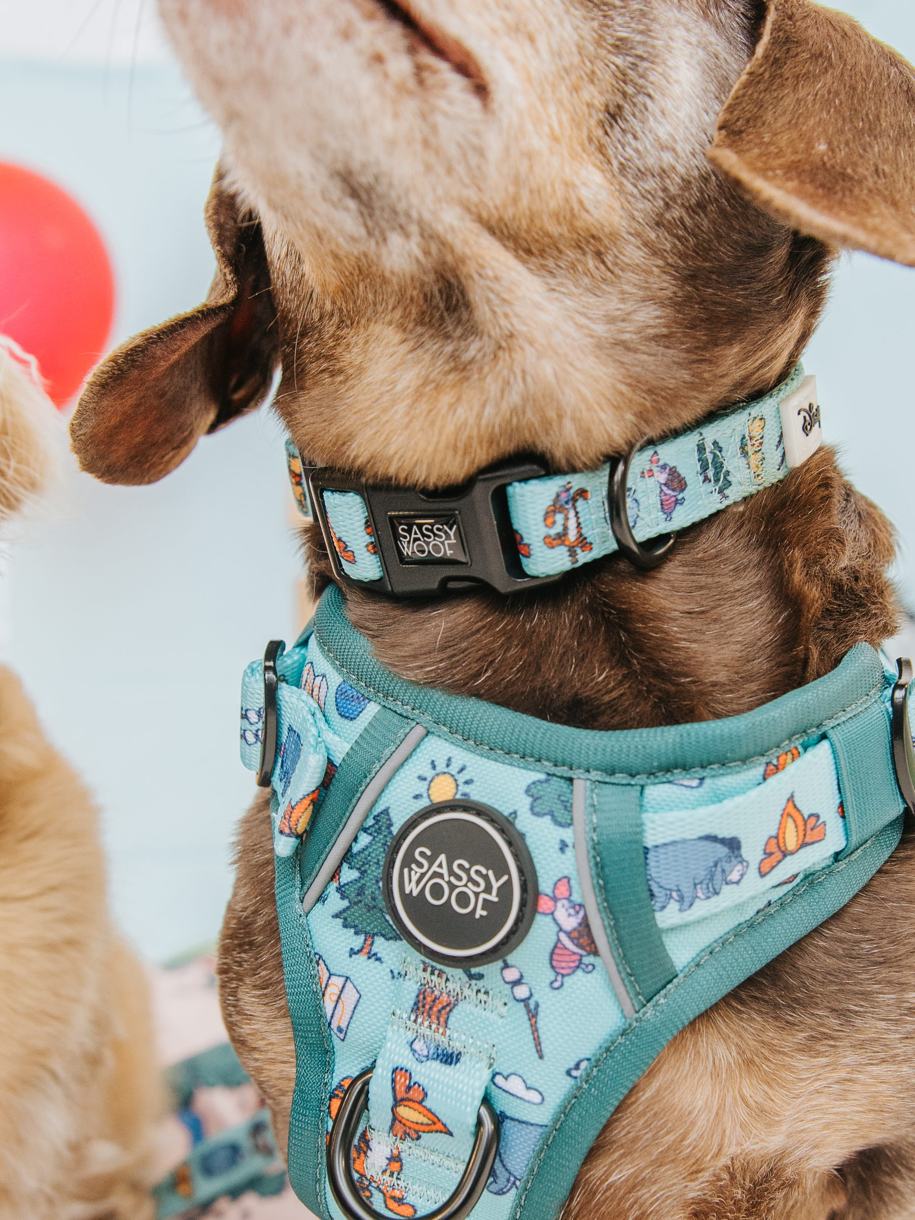 A brown dog wears the Sassy Woof Collar Three Piece Bundle - Disney's Winnie the Pooh, featuring colorful designs and logos as its head tilts slightly upward.