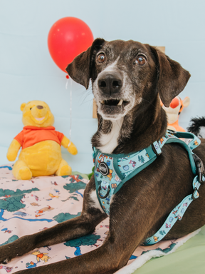 A black and brown dog wearing the Sassy Woof Dog Two Piece Bundle - Disney's Winnie the Pooh lies on a vibrant Winnie the Pooh blanket, surrounded by a Pooh plush and red balloon for a playful, cheerful Disney-themed scene.