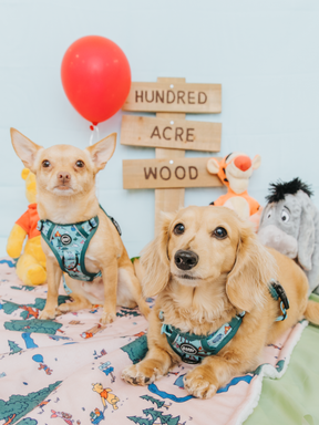 Two small dogs in the Sassy Woof Dog Four Piece Bundle - Disney's Winnie the Pooh harness set sit on a Pooh-themed blanket with stuffed animals, a red balloon, and a wooden Disney Hundred Acre Wood sign in the background.
