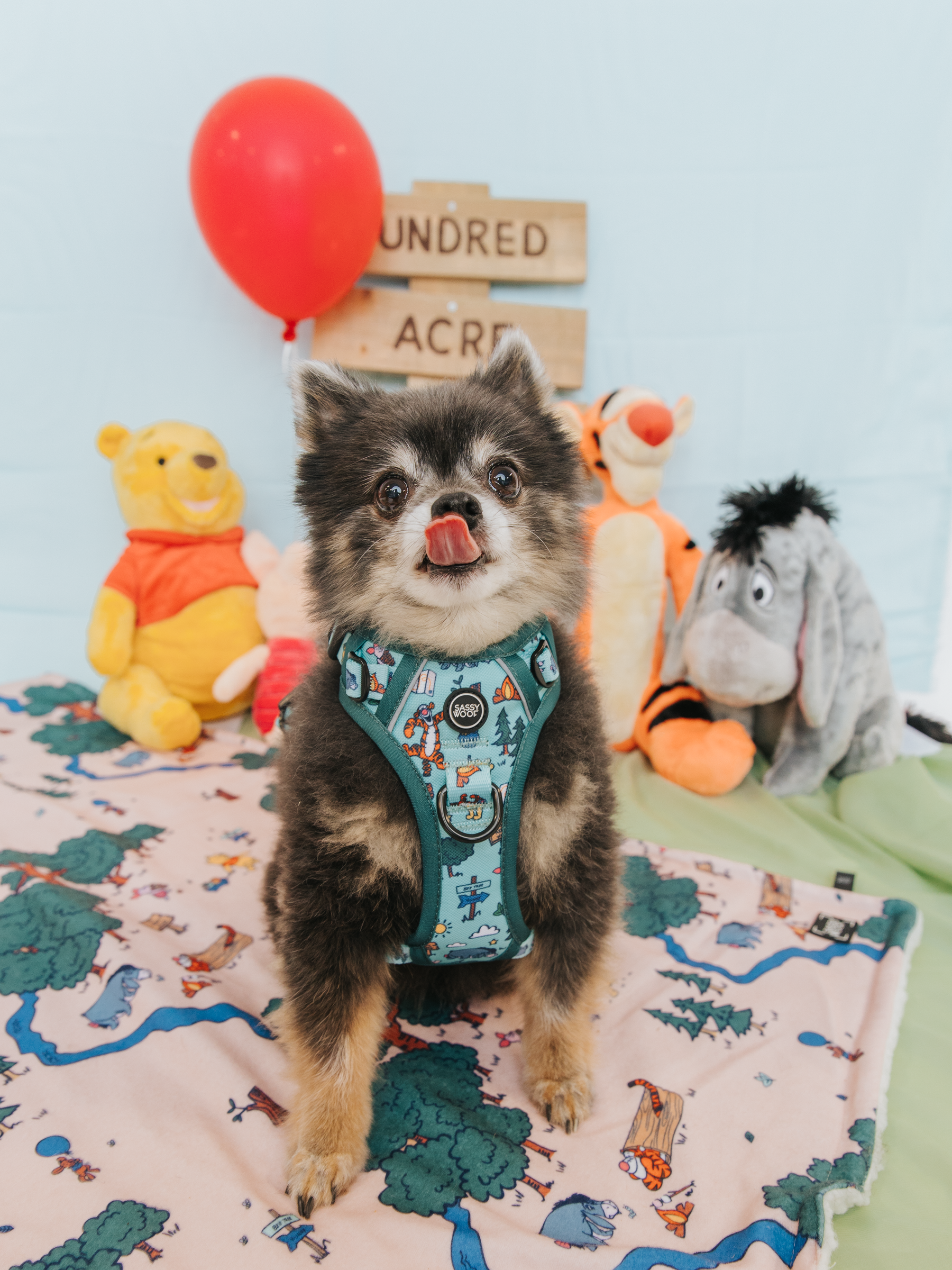 Dog Step-in Harness - Disney's Winnie the Pooh