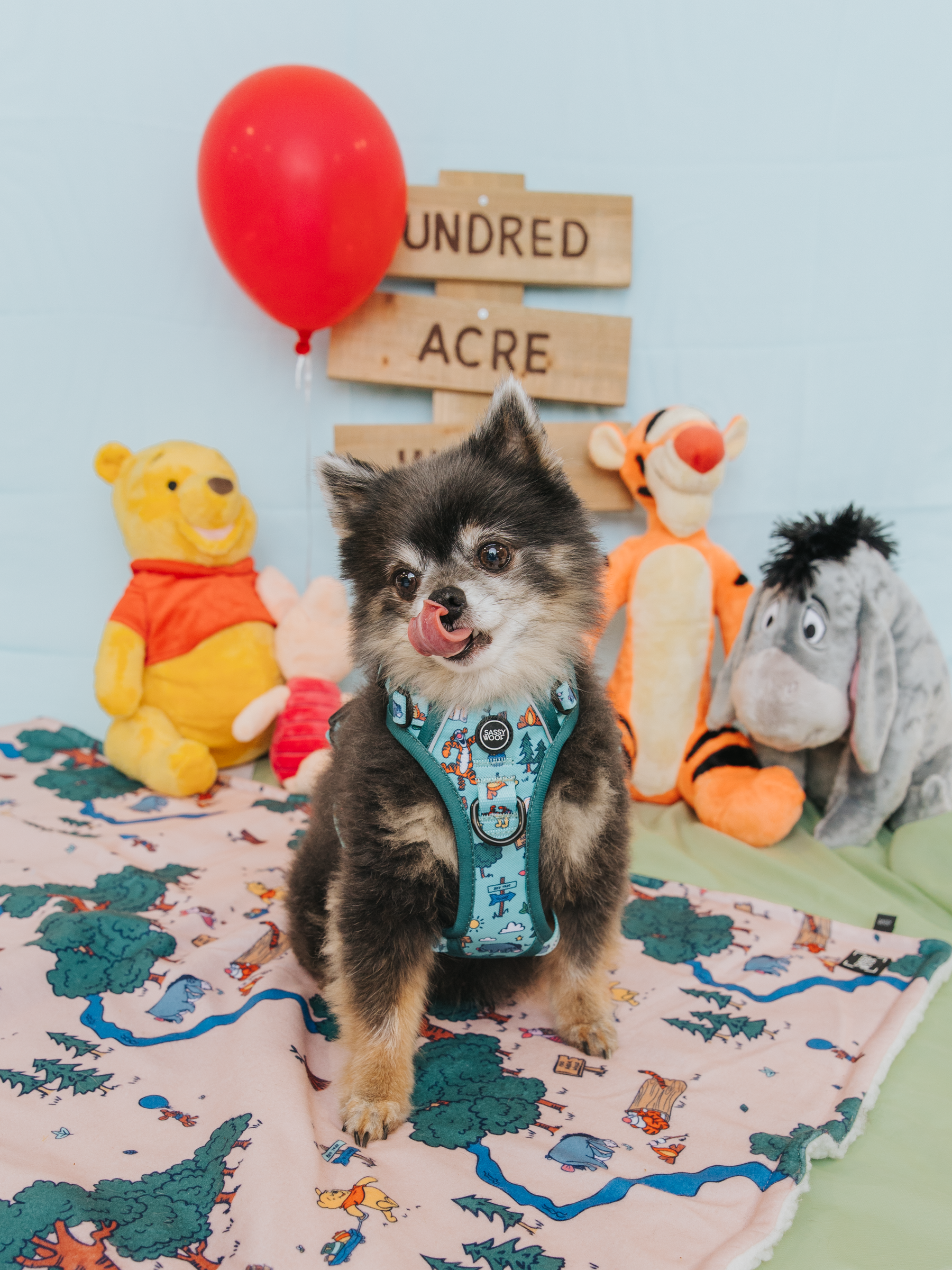 A small dog in a blue harness sits on the Sassy Woof Pet Blanket - Disney's Winnie the Pooh, surrounded by Pooh, Piglet, Tigger, and Eeyore plush toys, with a red balloon and a Disney Hundred Acre Wood sign in the background.
