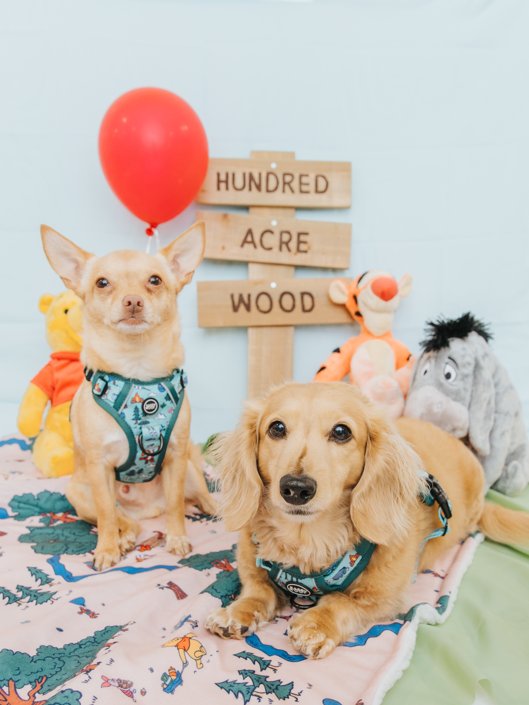 Two small dogs sit on the Sassy Woof Pet Blanket - Disney's Winnie the Pooh, next to plush Winnie the Pooh, Tigger, and Eeyore toys. A wooden “Hundred Acre Wood” sign and red balloon are set against a light blue background.