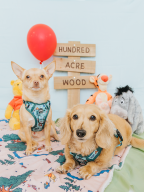Two small dogs sit on the Sassy Woof Pet Blanket - Disney's Winnie the Pooh, next to plush Winnie the Pooh, Tigger, and Eeyore toys. A wooden “Hundred Acre Wood” sign and red balloon are set against a light blue background.
