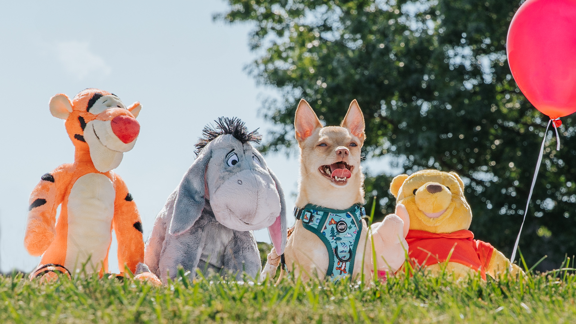 Dog with plush toys resembling characters from a children's storybook in a grassy area.