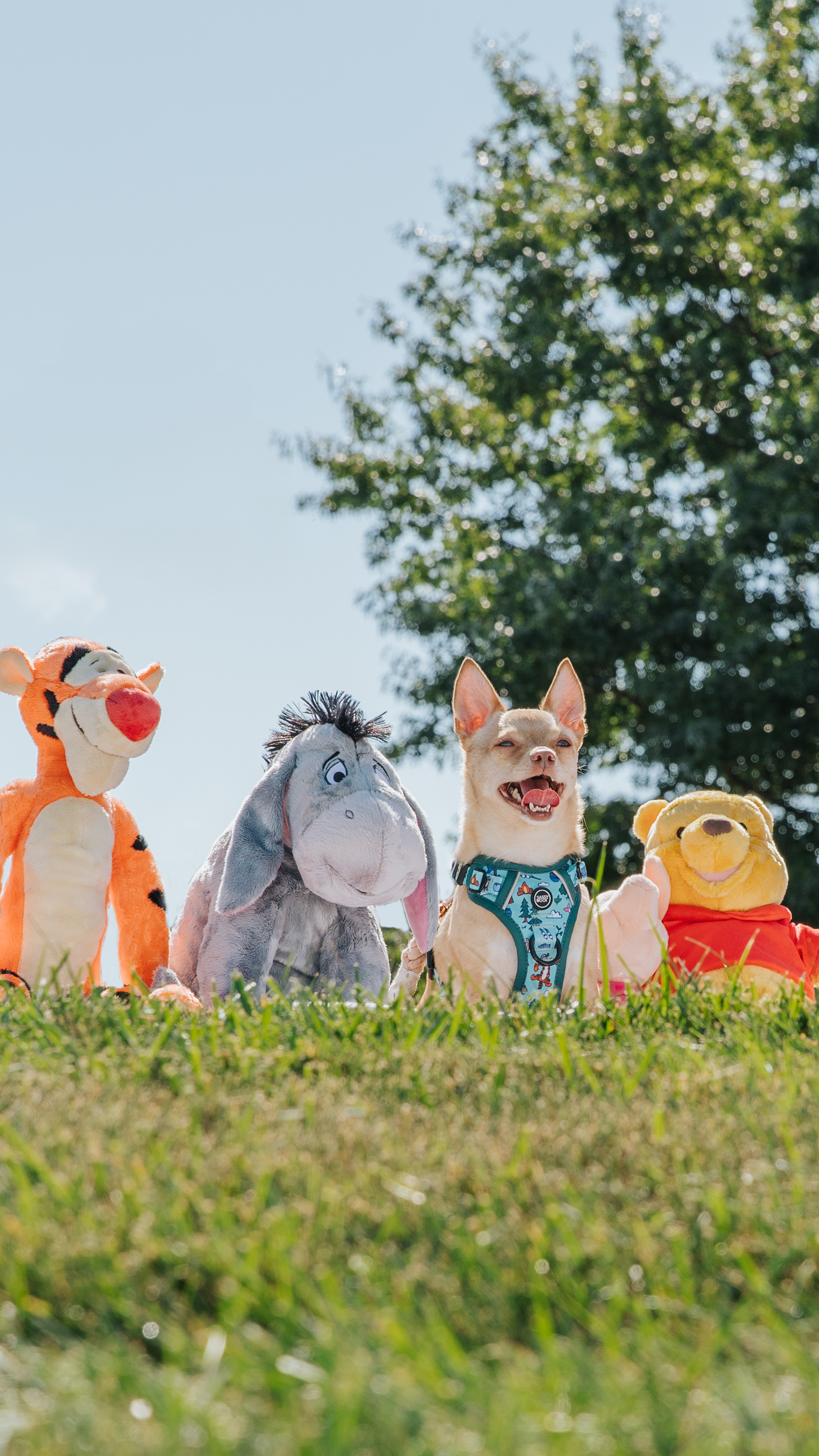 Dog sitting among Winnie the Pooh and friends plush toys in a grassy area with trees in the background.