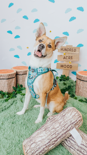 A happy dog wears the Sassy Woof Dog Four Piece Bundle - Disney's Winnie the Pooh, sitting on green grass with toy logs and faux tree stumps, in front of a wooden Hundred Acre Wood sign and blue cloud-decorated wall.