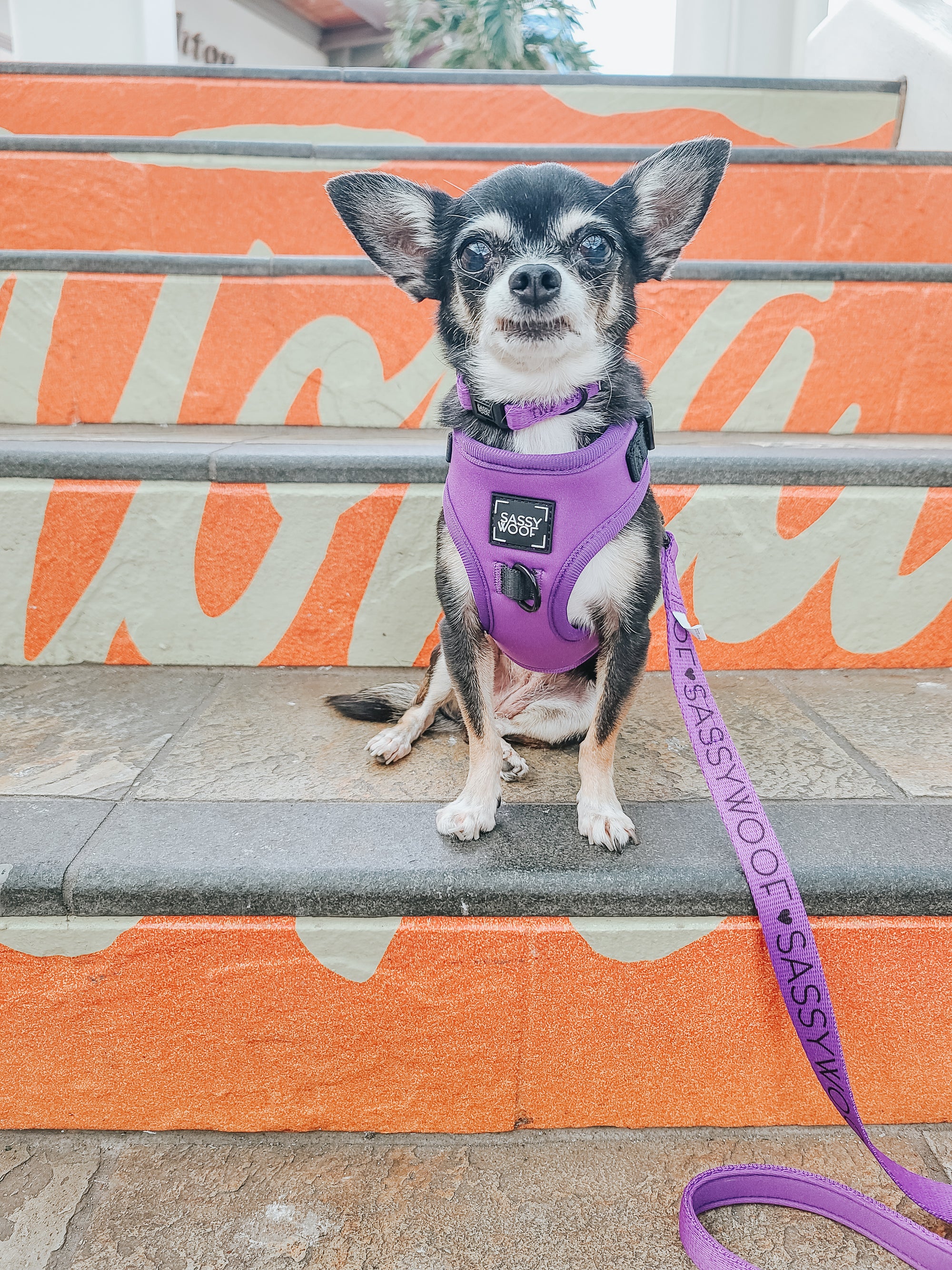 INFLUENCER_CONTENT | @ALOHACHIHUAHUAS  | SIZE XXS