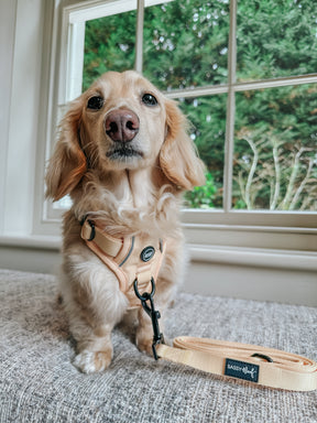 INFLUENCER_CONTENT | BAGELWITHBUTTERS | SIZE XS