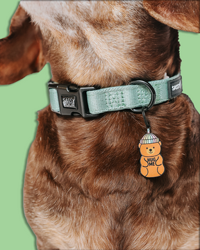 Close-up of a brown dog’s neck wearing a light green Sassy Woof collar with the Dog Collar Tag - Hug Me Bear, an orange bear-shaped charm by Sassy Woof. The background is solid green.